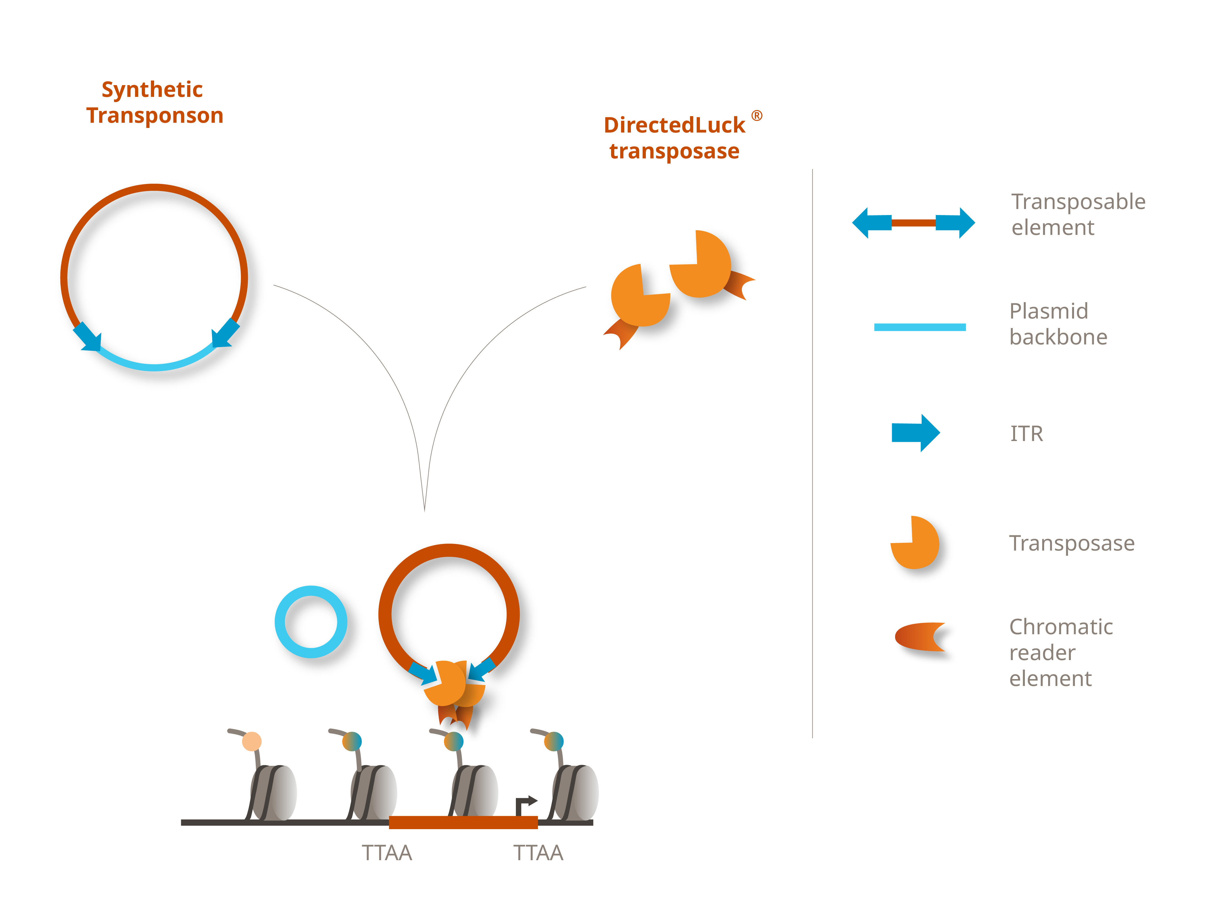 Transposase Infographic_DirectedLuck  Website