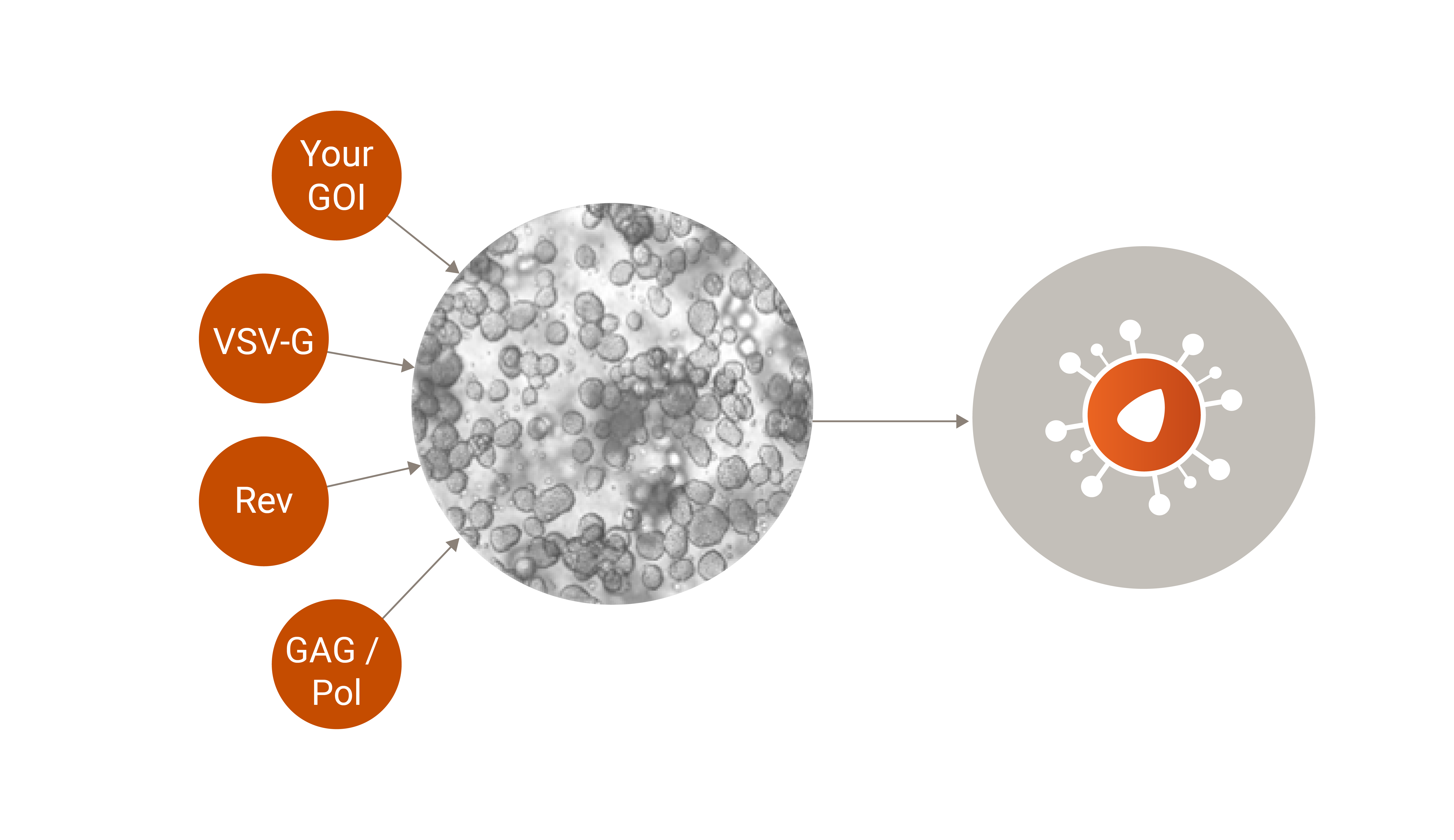 Lenti.Right Infographics _ Transient Transfection-03