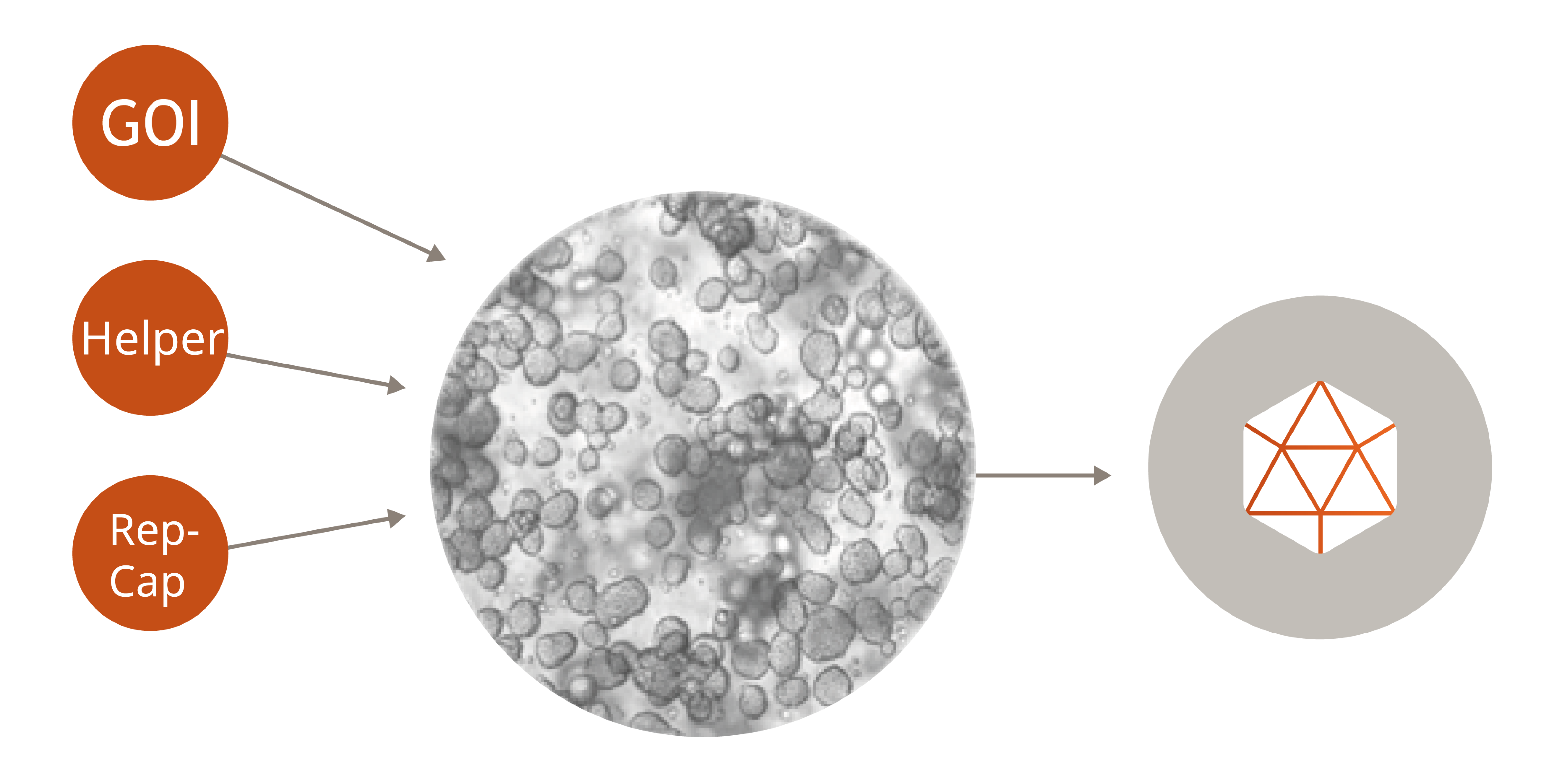 Transient transfection AAV-04-01