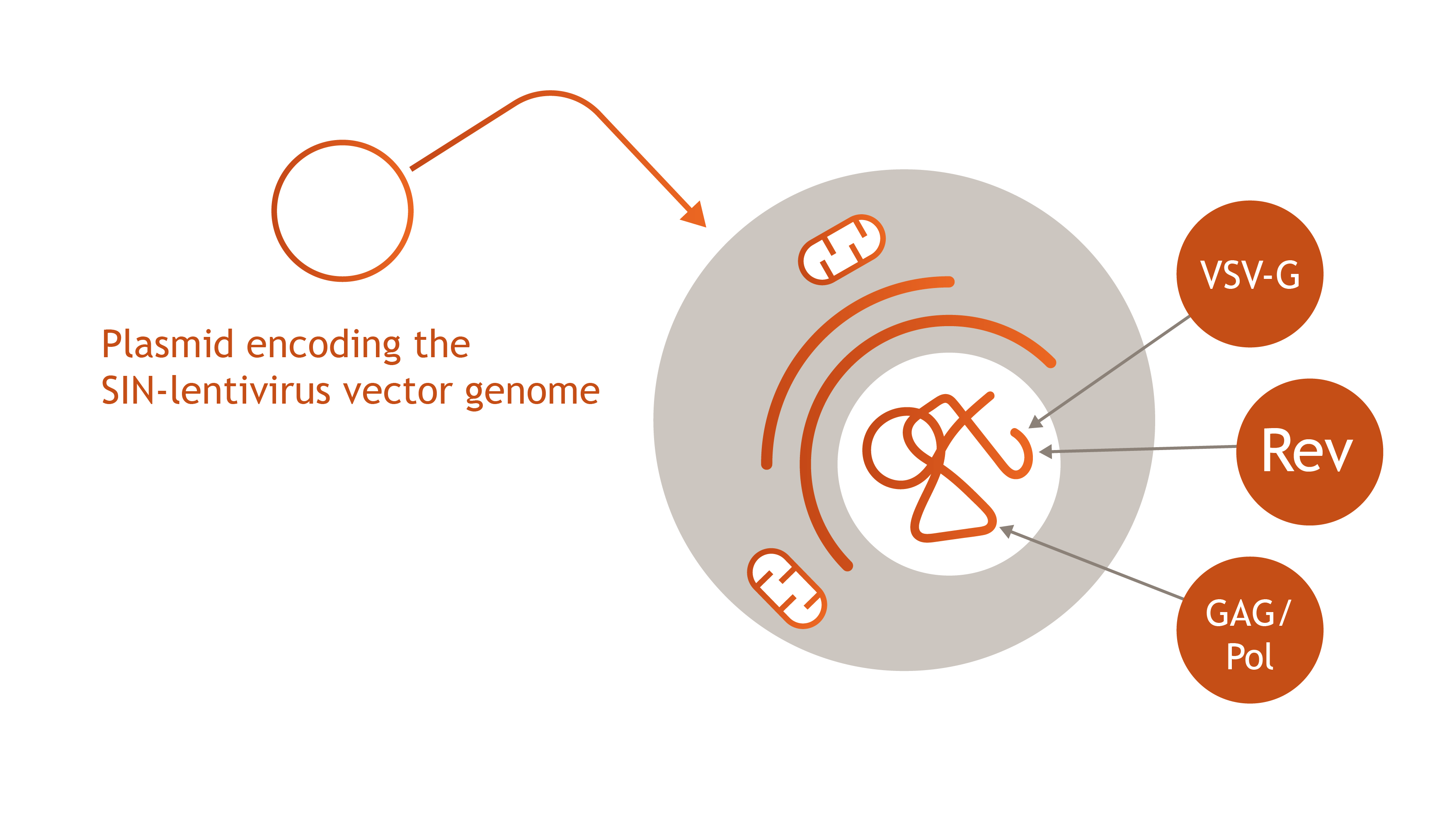 Lentivirus Packaging Cell Line